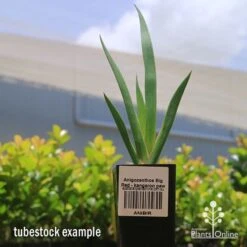 Anigozanthos Big Red - Kangaroo Paw 14 Anigozanthos Big Red - Kangaroo Paw -Plant Seed Store apo big red kangaroo paw tubestock