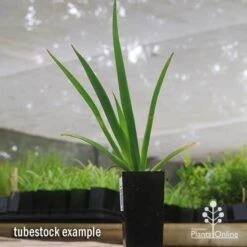 Anigozanthos Big Red - Kangaroo Paw 11 Anigozanthos Big Red - Kangaroo Paw -Plant Seed Store apo big red tubestock