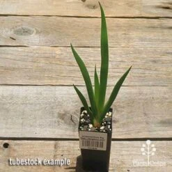 Anigozanthos Big Red - Kangaroo Paw 17 Anigozanthos Big Red - Kangaroo Paw -Plant Seed Store apo big red tubestock 1