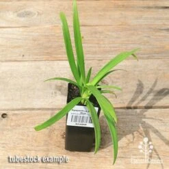 Agapanthus Bingo Blue 12 Agapanthus Bingo Blue -Plant Seed Store apo bingo blue agapanthus tubestock top