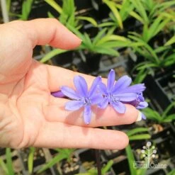 Agapanthus Bingo Blue 14 Agapanthus Bingo Blue -Plant Seed Store apo bingo blue floret size