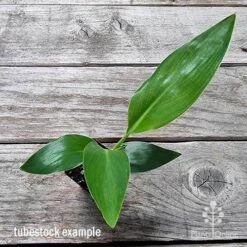 Strelitzia Reginae - Bird Of Paradise 14 Strelitzia Reginae - Bird Of Paradise -Plant Seed Store apo bird of paradise tubestock top