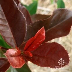 Photinia Black Jack 17 Photinia Black Jack -Plant Seed Store apo black jack photinia colour
