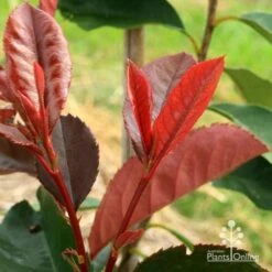 Photinia Black Jack 21 Photinia Black Jack -Plant Seed Store apo black jack photinia new shoot
