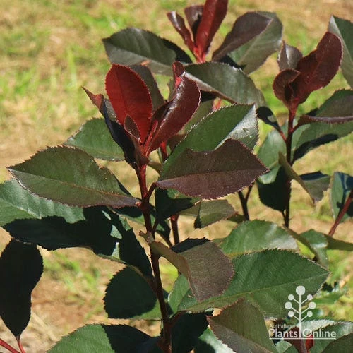 Photinia Black Jack 11 Photinia Black Jack - Image 11