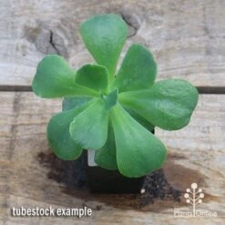 Echeveria Blue Curls - Succulent 11 Echeveria Blue Curls - Succulent -Plant Seed Store apo blue curls tubestock top