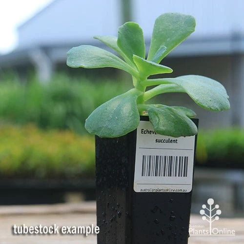 Echeveria Blue Curls - Succulent 2 Echeveria Blue Curls - Succulent - Image 2