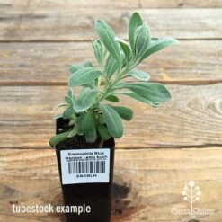 Eremophila Blue Horizon - Emu Bush -Plant Seed Store apo blue horizon eremophila tubestock