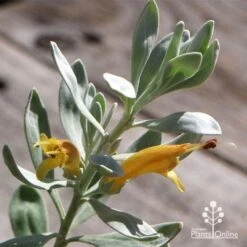 Eremophila Blue Horizon - Emu Bush -Plant Seed Store apo blue horizon flowers
