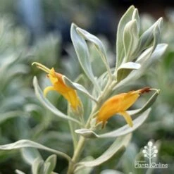 Eremophila Blue Horizon - Emu Bush -Plant Seed Store apo blue horizon flowers close
