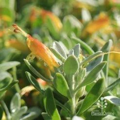 Eremophila Blue Horizon - Emu Bush -Plant Seed Store apo blue horizon july