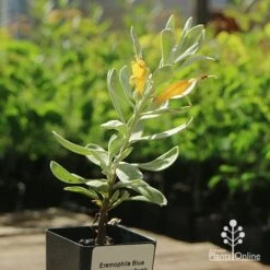 Eremophila Blue Horizon - Emu Bush -Plant Seed Store apo blue horizon tubestock