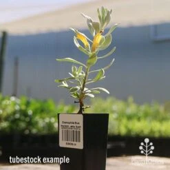 Eremophila Blue Horizon - Emu Bush -Plant Seed Store apo blue horizon tubestock flowering