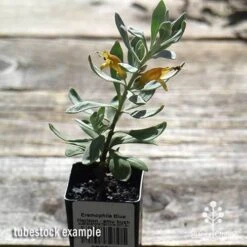 Eremophila Blue Horizon - Emu Bush -Plant Seed Store apo blue horizon tubestock top
