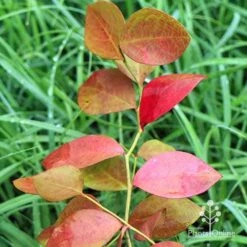 Blueberry Powder Blue 8 Blueberry Powder Blue -Plant Seed Store apo blueberry powder blue autumn