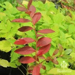 Blueberry Sunshine Blue 16 Blueberry Sunshine Blue -Plant Seed Store apo blueberry sunshine blue on raspberry