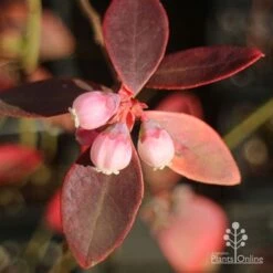 Blueberry Sunshine Blue 15 Blueberry Sunshine Blue -Plant Seed Store apo blueberry sunshine blue winter colour