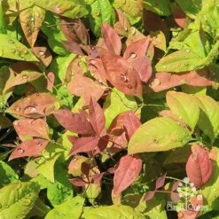 Nandina BLUSH 15 Nandina BLUSH -Plant Seed Store apo blush nandina spring colours
