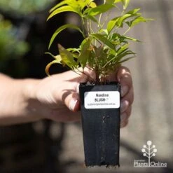 Nandina BLUSH 13 Nandina BLUSH -Plant Seed Store apo blush tube
