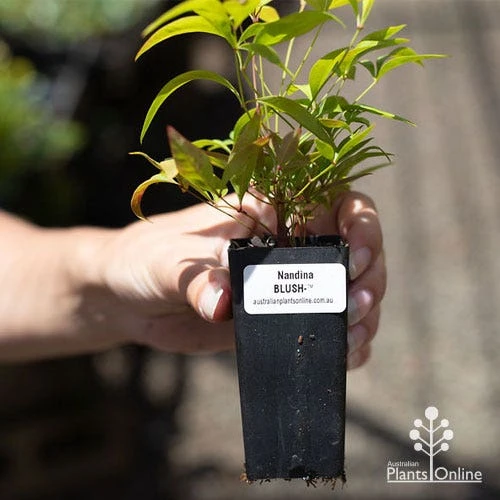 Nandina BLUSH 6 Nandina BLUSH - Image 6