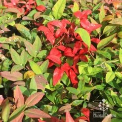Nandina BLUSH 11 Nandina BLUSH -Plant Seed Store apo blush winter colours