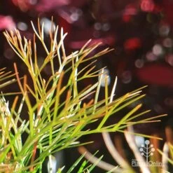 Grevillea Bon Accord 20 Grevillea Bon Accord -Plant Seed Store apo bon accord bronze foliage