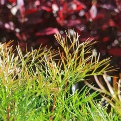 Grevillea Bon Accord 21 Grevillea Bon Accord -Plant Seed Store apo bon accord bronze foliage2