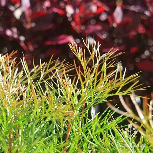 Grevillea Bon Accord 11 Grevillea Bon Accord - Image 11