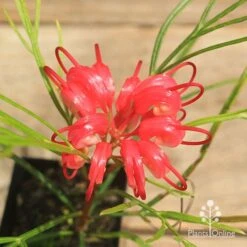 Grevillea Bon Accord 13 Grevillea Bon Accord -Plant Seed Store apo bon accord grevillea flower