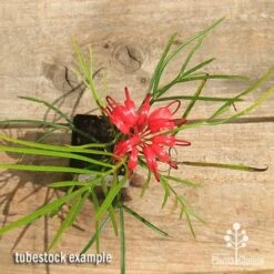 Grevillea Bon Accord 16 Grevillea Bon Accord -Plant Seed Store apo bon accord grevillea tubestock flowering top