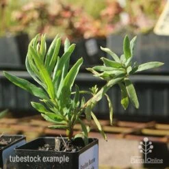 Grevillea Bonnie Prince Charlie 11 Grevillea Bonnie Prince Charlie -Plant Seed Store apo bonnie prince charlie grevillea tubestock