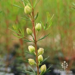 Boronia Clavata - Bremer Boronia