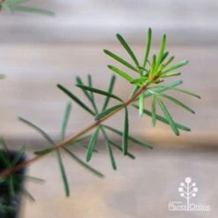 Boronia Clavata - Bremer Boronia 8 Boronia Clavata - Bremer Boronia -Plant Seed Store apo boronia clavata foliage