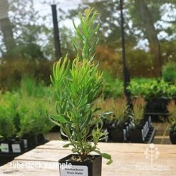 Grevillea Bonnie Prince Charlie 9 Grevillea Bonnie Prince Charlie -Plant Seed Store apo bpc tubestock side