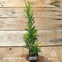 Grevillea Bonnie Prince Charlie 10 Grevillea Bonnie Prince Charlie -Plant Seed Store apo bpc tubestock tall