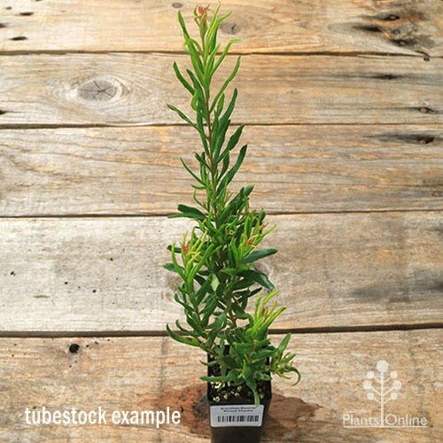 Grevillea Bonnie Prince Charlie 5 Grevillea Bonnie Prince Charlie - Image 5