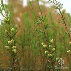 Boronia Clavata - Bremer Boronia 7 Boronia Clavata - Bremer Boronia -Plant Seed Store apo bremer boronia