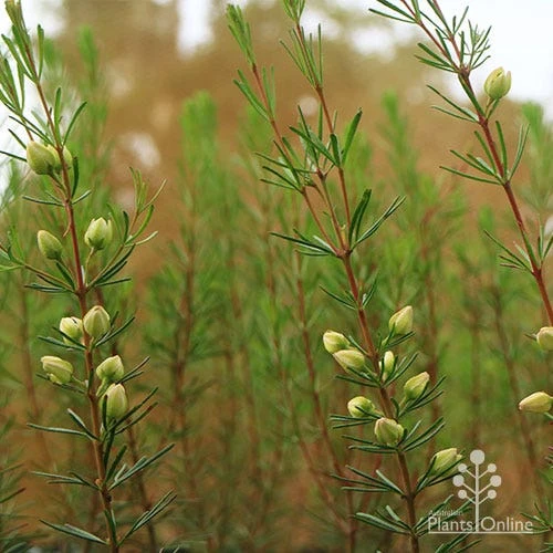 Boronia Clavata - Bremer Boronia 3 Boronia Clavata - Bremer Boronia - Image 3