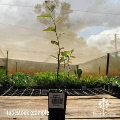 Blueberry Brightwell 14 Blueberry Brightwell -Plant Seed Store apo britewell tubestock side