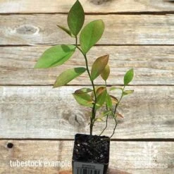 Blueberry Brightwell 15 Blueberry Brightwell -Plant Seed Store apo britewell tubestock top