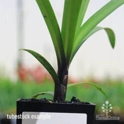 Agapanthus Buccaneer 11 Agapanthus Buccaneer -Plant Seed Store apo buccaneer purple stem