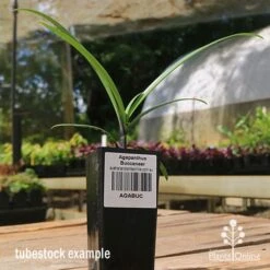 Agapanthus Buccaneer 10 Agapanthus Buccaneer -Plant Seed Store apo buccaneer tubestock side