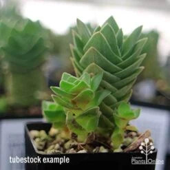 Crassula Buddha’s Temple - Succulent 12 Crassula Buddha’s Temple - Succulent -Plant Seed Store apo buddhas temple baby buddhas