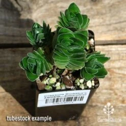 Crassula Buddha’s Temple - Succulent 10 Crassula Buddha’s Temple - Succulent -Plant Seed Store apo buddhas temple cluster above
