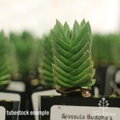 Crassula Buddha’s Temple - Succulent 13 Crassula Buddha’s Temple - Succulent -Plant Seed Store apo buddhas temple tall