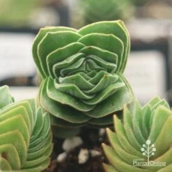 Crassula Buddha’s Temple - Succulent 14 Crassula Buddha’s Temple - Succulent -Plant Seed Store apo buddhas temple top