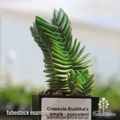 Crassula Buddha’s Temple - Succulent 11 Crassula Buddha’s Temple - Succulent -Plant Seed Store apo buddhas temple tubestock
