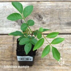 Burdekin Plum - Pleiogynium 19 Burdekin Plum - Pleiogynium -Plant Seed Store apo burdekin tubestock top