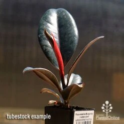 Ficus Elastica Burgundy - Rubber Plant 13 Ficus Elastica Burgundy - Rubber Plant -Plant Seed Store apo burgundy rubber plant tubestock