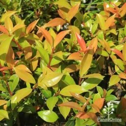 Syzygium Bush Christmas - Lilly Pilly 19 Syzygium Bush Christmas - Lilly Pilly -Plant Seed Store apo bush christmas foliage